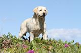 LABRADOR 554